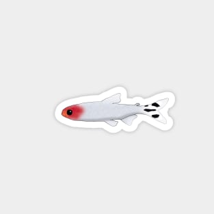 Rummy Nose Tetra Sticker